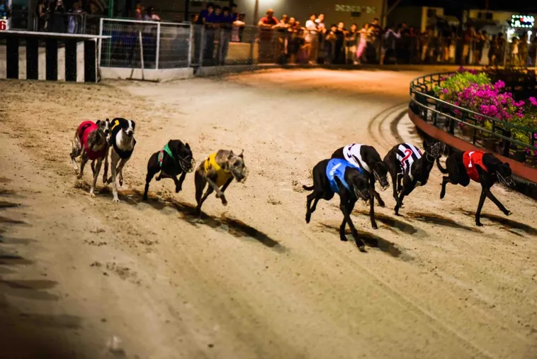 Hướng Dẫn Cách Chơi Game Nhanh Đua Chó Tại P3 Chuẩn Xác Nhất 2 Hướng Dẫn Cách Chơi Game Nhanh Đua Chó Tại P3 Chuẩn Xác Nhất