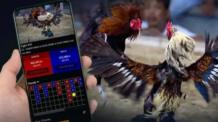 Đá Gà P3 - Khám Phá Văn Hóa Cá Cược Truyền Thống Việt Nam